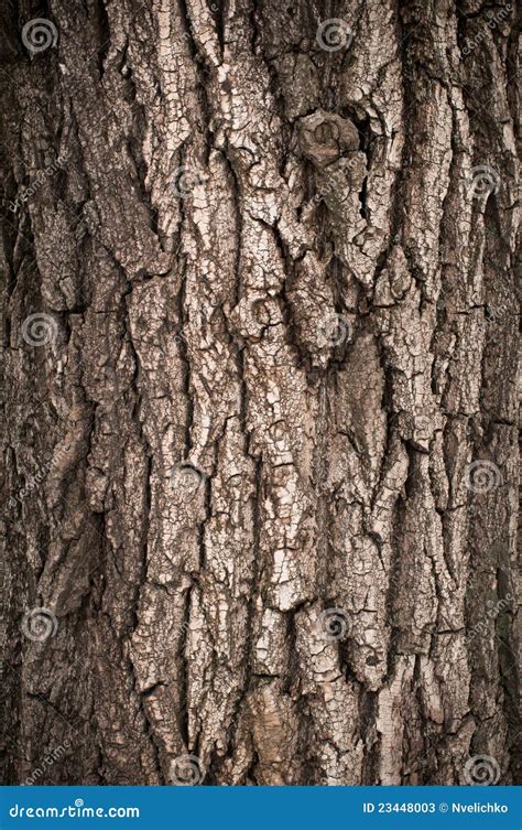 Bark of Oak Tree stock image. Image of detail, fiber - 23448003