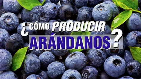 El Cultivo de ARÁNDANOS o BLUEBERRY - YouTube