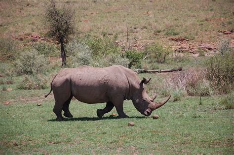 Pilanesberg National Park