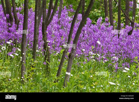 Dames Rocket and Daisies Growing in Grove of Trees Marion County Indiana Stock Photo - Alamy