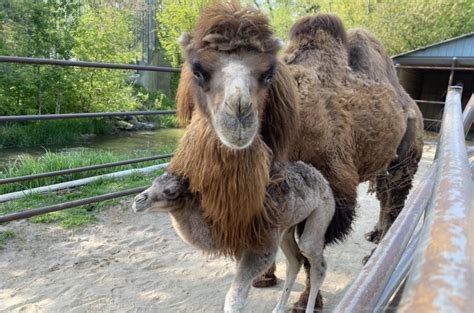 Idaho Falls Zoo welcomes 'adorable' new arrival - East Idaho News