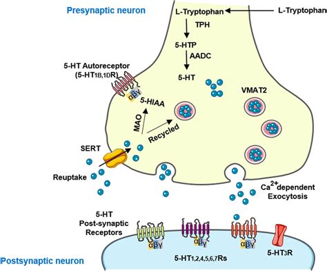 5-HT Synthesis and Metabolism. The essential amino acid, tryptophan, is ...