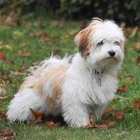 Havanese Puppy For Adoption in Callahan Florida - Supplies Included - Adopt Ace