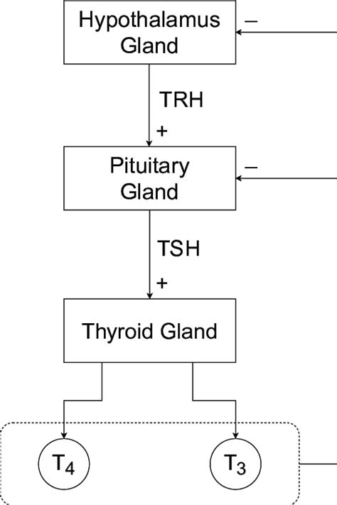 Block diagram of hypothalamic-pituitary-thyroid axis (HPT axis),... | Download Scientific Diagram