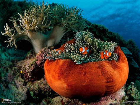 sea anemones, Clownfish, Fish, Underwater, National Geographic HD ...