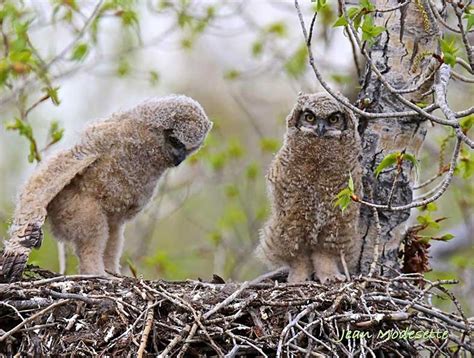 Wildlife Watching - Gardiner, Montana