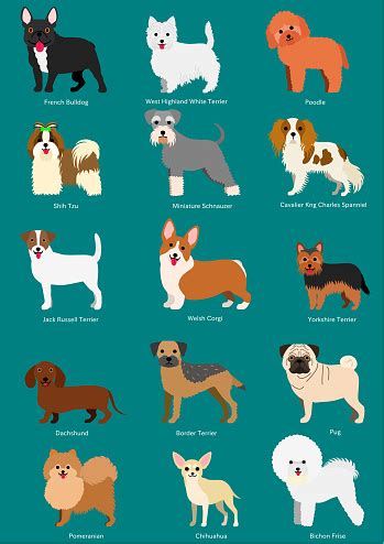 Small Dog Breeds Set With Breeds Names Stock Illustration - Download Image Now - iStock