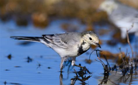 Pied Wagtail Facts: Identification, Diet, Migration Info etc. - Binocular Base