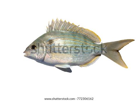 Pinfish Lagodon Rhomboides Saltwater Fish Sparidae Stock Photo 772306162 | Shutterstock