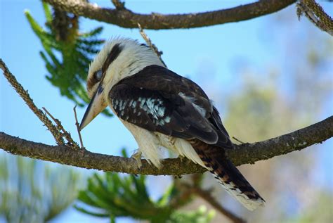 isley17027: Exotic birds of Australia