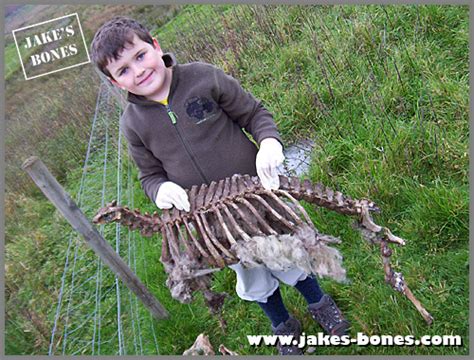 Where can you find animal bones ? : Jake's Bones