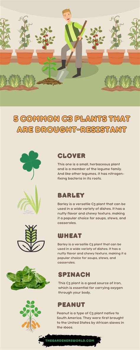 7 Common C3 Plants That Are Drought-Resistant - The Gardeners World