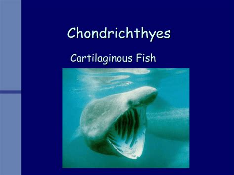 Chondrichthyes