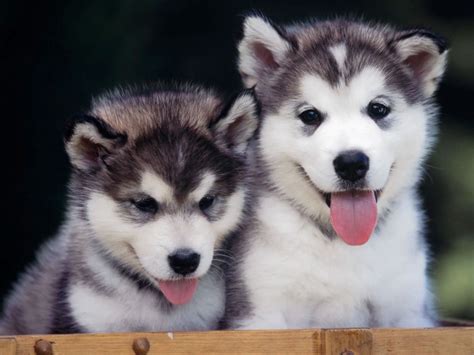 Chó Husky giá bao nhiêu? Yếu tố nào quyết định giá chó Husky?