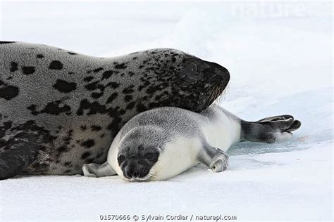 Hooded seal (Cystophora cristata) Female with Pup | Cute animals, Cute seals, Animals