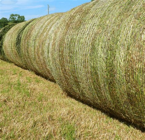 Rhodes Grass Hay Exporters | Saremco International