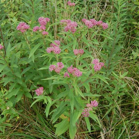 Swamp Milkweed Plants for Sale Online | Growing Wild Nursery