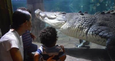 Dubai Aquarium and Underwater Zoo