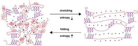 Elastic Fibers Structure