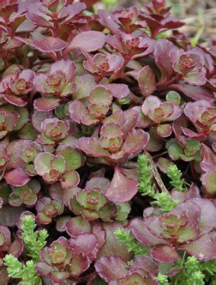 Rebecca's Bird Gardens: Sedum Varieties