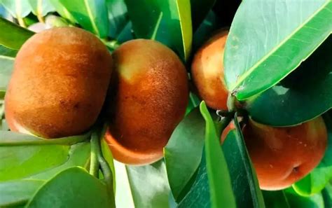 Mabolo Fruits. Kamagong Fruit/FilipinoEggrolls