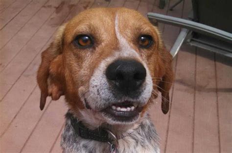 Friendly beagle mix needs a home | NJ.com