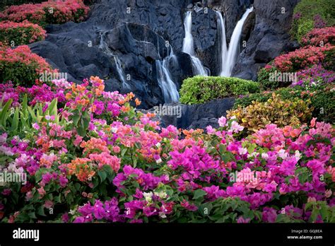 Bougainvillea flowers and waterfall at garden in Kauai, Hawaii Stock ...