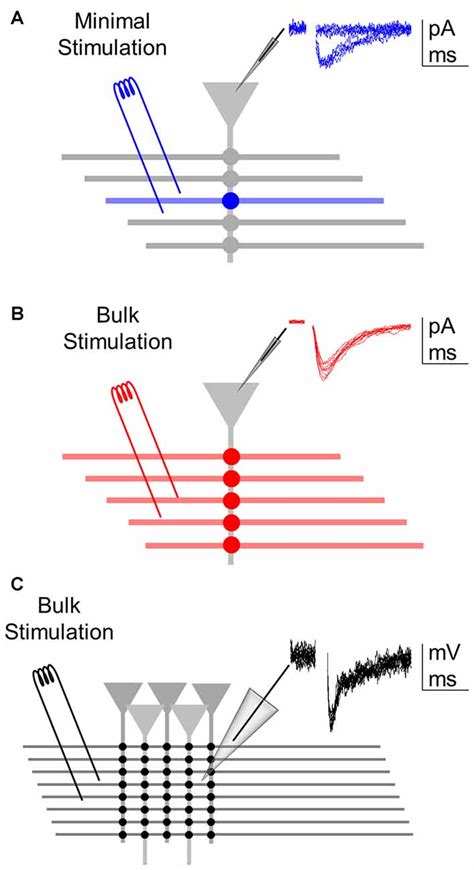 Frontiers | Synapse-Specific Regulation Revealed at Single Synapses Is ...