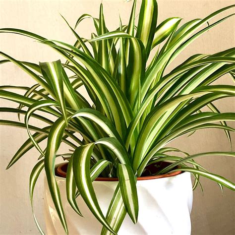 Spider Plants | Plants, Spider plants, House plants