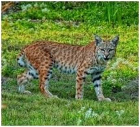 The Lynx or Bobcat | HubPages