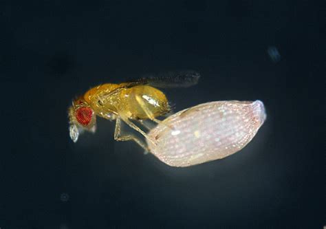 PARASITOID WASP (TRICHOGRAMMA SP.) WITH ANGOUMOIS GRAIN MOTH EGG