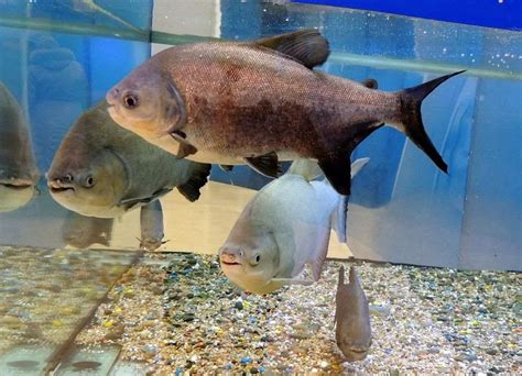 Pacu Fish Care: From Tank Setup to Feeding and Maintenance