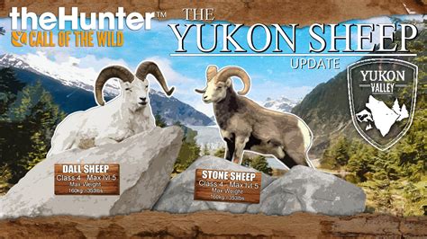 COTW Yukon Sheep Update - New animal addition to Yukon valley. Which ...