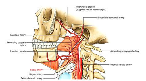 Anatomy Arteries In Neck / The blood supply of the head and neck - Stock Image - F001 ... - The ...