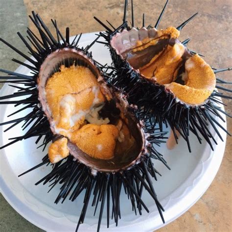 Jual Live Sea Urchin Uni Fresh Landak Laut Bulu Babi Hidup Fresh 10pcs ...