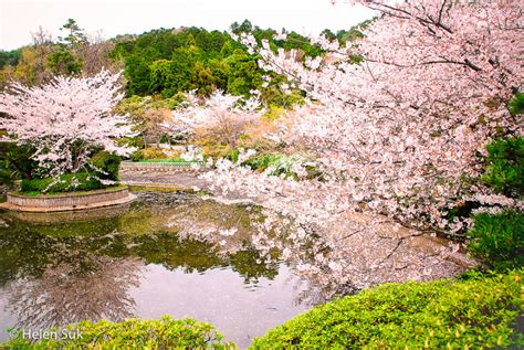 The Meaning of Cherry Blossoms in Japan: Life, Death and Renewal