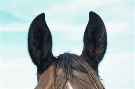 Ear-ly Warning Systems | Horse ears, Horses, Horse health