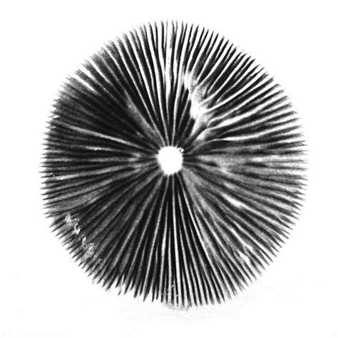 Spore Print | Flickr - Photo Sharing!