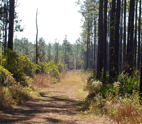 Bike, hike, camp and horseback ride at Pine Log State Forest - Walton ...