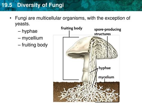 PPT - KEY CONCEPT Fungi are heterotrophs that absorb their food ...