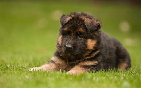 King Shepherd: 10 Reasons Why This Shepherd Dog Is Unique | All Things Dogs