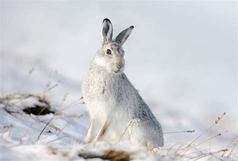 Mountain Hares Photography - Pete Walkden Photography