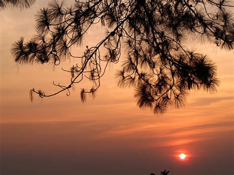 Closeup Photo of Tree during Golden Hour · Free Stock Photo