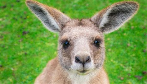 Wallaby sighting in Northland sparks pricey hunt | Newshub