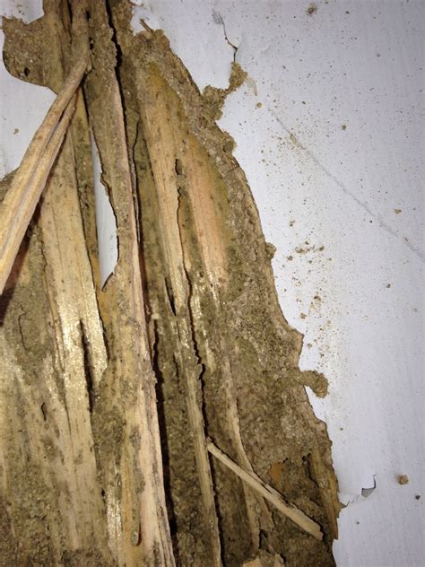 Termite Mud Tunnel: How to spot them Envirocare Pest Control, LLC