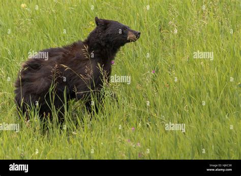 Black bear in Yellowstone National Park Stock Photo - Alamy