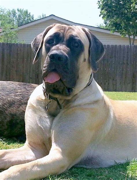 Top 20 Dumbest Dog Breeds In The World – EntertainmentMesh