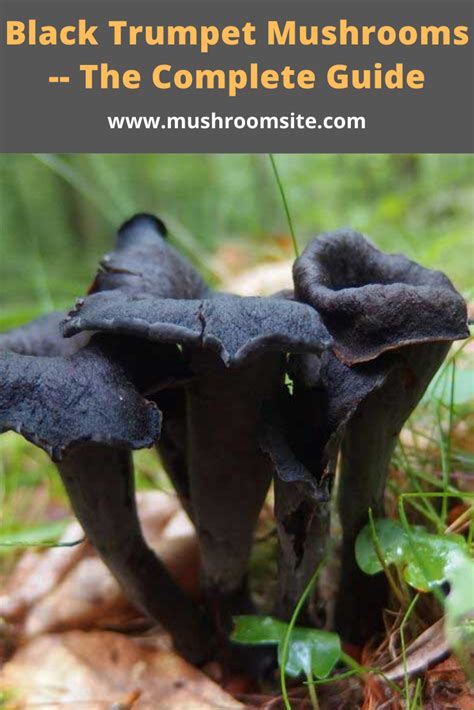 Black Trumpet Mushrooms -- The Complete Guide in 2020 | Stuffed mushrooms, Trumpet mushrooms ...