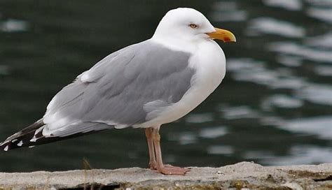 How to Get Rid of Seagulls? (with Video) - Integrum