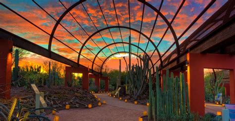 Desert Botanical Garden - Las Noches de las Luminarias - Blog Stories